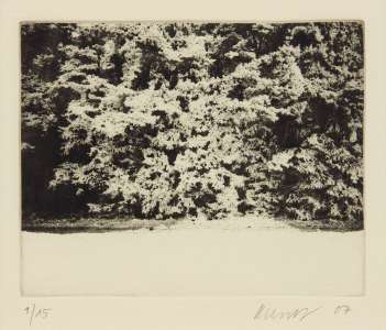 Alois Achatz „Wald”, 2007, Heliogravüre, 11,5 x 14,5 cm