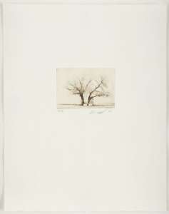 Alois Achatz „Baum“, 2011,Heliogravüre, 7 x 10 cm