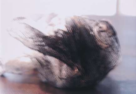 Gilla Buchner „Ein Hauch von …/1“, 2008, Fotografie, Pigmentprint, 50 x 70 cm