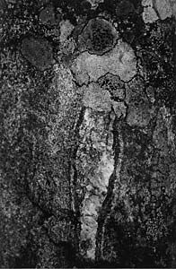 Rudolf Riederer