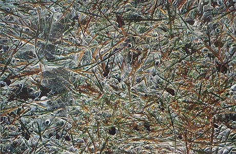 Rudolf Riederer " o.T. ",2000, Fotografie, 40 x 60 cm