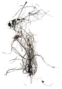 Herbert Stolz " Gras I ",Analoge Fotografie, Digital Print, 160 x 129 cm